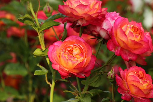 Rosa 'Baby Romantica'